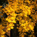 Ginkgo Tree Live Plant, Potted Ginkgo Plant Live, 8 to 11 Inc Tall, Shrub Tree Plant