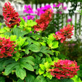 Rare Pink to Red Oakleaf Hydrangea Bush Plant Tree Live Shrub in Pot, Starter Plant 4 to 9 Inches, Hydrangea Tree, Dormant, Change Color Blooms