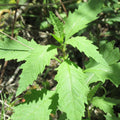 Epazote Plant Live, in 4" Pot, Epazote Herbs for Planting