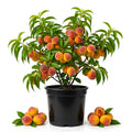 Peach Tree Live, Sweet Peach Tree, Fast Growing Fruit Trees, 1-2 Ft Tall