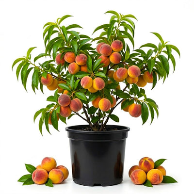 Peach Tree Live, Sweet Peach Tree, Fast Growing Fruit Trees, 1-2 Ft Tall