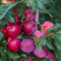 Red Plum Tree Plant Live, 2-3 Ft Tall