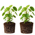 2 Money Plants Live, 5 to 6 Inc Long, Pilea Peperomioides Plant Live for Garden, Money Live Plants