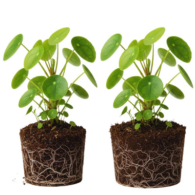 2 Money Plants Live, 5 to 6 Inc Long, Pilea Peperomioides Plant Live for Garden, Money Live Plants