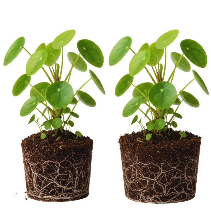 2 Money Plants Live, 5 to 6 Inc Long, Pilea Peperomioides Plant Live for Garden, Money Live Plants