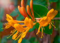 Reddish Orange Mandarin Climbing Honeysuckle Plant Live, Fragrant Honeysuckle Plants Vine Bushes in 2.5 Inch Pot