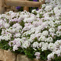 Pack 3 White Verbena Plants Live Perennial Ground Cover, No Pot, 5-9" in Tall, Can Grow As Trailing Bushes, Spring Flowers