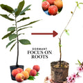 Grafted Peach Tree Live Plant, Well Rooted Peach Plant 1 Feet Tall for Planting Outdoor, Dormant, Ready to Bear Fruit Within 1-2 Years