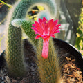 Trailing Monkey Tail Cactus Live Plant, 10-15 Inch Bare Root, Rare Succulent Plant for Indoor Growing, Pots and Hanging Planters