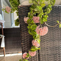 Hindu Rope Plant Live Plant, Hoya Live Plant in 3 Inches Pot to Grow