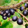 Black Velvet Gooseberry Plant Live, Black Gooseberry Bush Live Plant 5 to 9 Inch Tall, Gooseberry Fruit Tree