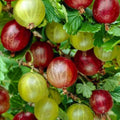 Red Gooseberry Plant Live for Planting, Sweet Gooseberry Bushes Live Plant 5 to 9 Inch Tall, Gooseberries Fruit