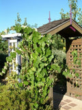 Concord Grape Vine for Planting, Bareroot 1-2 Years Old, Concord Grape Plant Live Sweet Grape Fruits Ready to Grow