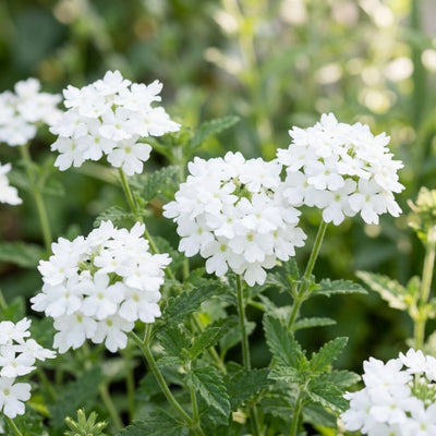 Set 2 Mix Verbena Plants, 4-8 Inc Tall, Red and White Blooms, Verbena Plants Live for Borders, Garden Beds and Containers