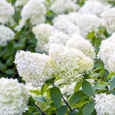 Well-Rooted Hydrangea Live Plant in 2.5 Inch Pot, Hydrangea Tree Shrub Bush Perennial Outdoor Planting (White)