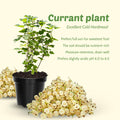 Golden Currant Live Fruit Plant, 6-12" Tall Starter Shrub for Garden, Patio, and Outdoor Spring Growing