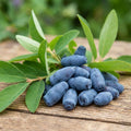 Honeyberry Plant, Honeyberry Plants Live, 4-8 Inc Tall, Haskap Berry Plant, Cold Hardy Berry Bush for Indoor Outdoor Garden