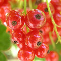 Red Currant Live Fruit Plant, 10-12" Tall Starter Shrub for Garden, Patio, and Outdoor Spring Growing