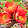 Red Quince Flowering Plant in 4'' Pot, Hardy Quince Tree, Live Flowering Quince Plant, Fragrant Flower Shrub for Outdoor Gardening, 4-6 Inch Tall