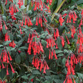 2 Red Fuchsia Plants Live, Hardy Fuchsia Flower for Hanging Baskets and Containers, Plugs 3-5" Tall