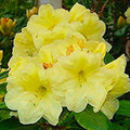 1-2 Ft Yellow Rhododendron Plants Live, Azalea Rhododendron Bush Shrubs in 1 Gallon Pot for Planting, Azalea Bush Ready Plant, Live Rhododendron Plant Azalea