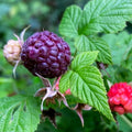 Raspberry Plant Live for Planting, Raspberry Bush Live Plant 6 to 10 Inch Tall, Sweet Raspberries Fruit (Purple Raspberry)