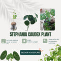 6-7 Cm Stephania Cephalantha Plant Caudex, Already Sprouts, Rare Succulent with No Hair Roots from 2.5 to 3" Wide Caudex for Planting, Home Decor, Houseplant, Cold Hardy