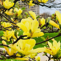 Yellow Bird Magnolia Tree Live Plant, Magnolia Tree Shrub Plant in 2.5" Pot, 6-12 Inches
