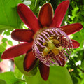 2 Abundant Bloom Deep Red Passion Flower Plants Live, Passiflora Live Plant for Trailing, Climbing Trellis Outdoor, 5-9" in Tall, Perennial, Fragrant