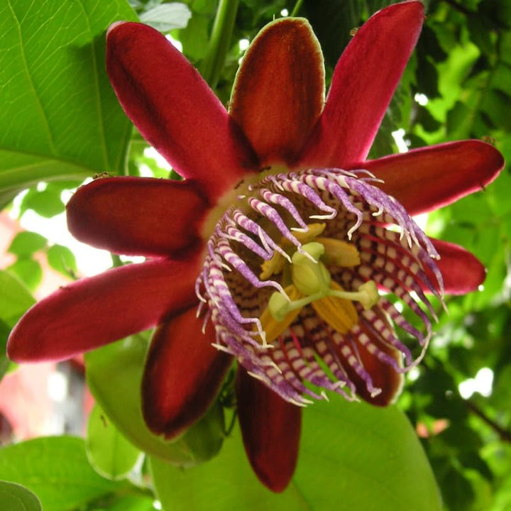 2 Abundant Bloom Deep Red Passion Flower Plants Live, Passiflora Live Plant for Trailing, Climbing Trellis Outdoor, 5-9" in Tall, Perennial, Fragrant