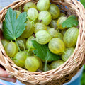 Sweet Gooseberry Plant Live to Grow, Gooseberry Bushes Live Plant 5 to 9 Inch Height, Gooseberries Fruit Well Rooted