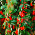 3 Goji Berry Plants Live for Planting, Red Goji Berry Trees Plants Sweet Berry Fruit