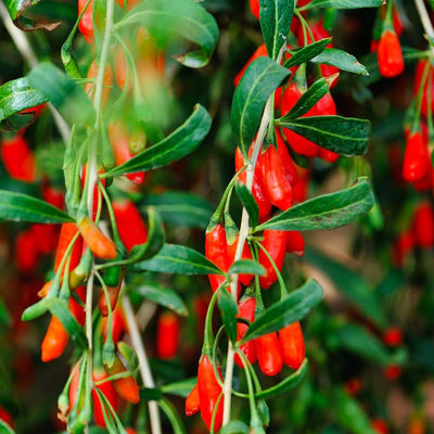 3 Goji Berry Plants Live for Planting, Red Goji Berry Trees Plants Sweet Berry Fruit