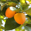 Persimmon Tree Plant Live, 1-2 Ft Tall