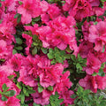 Pink Reblooming Azalea Rhododendron Plant Live in 4 Inch Pot, Azalea Rhododendron Bush Shrub, Bloom in Spring, Late Summer, Fall Rebloom
