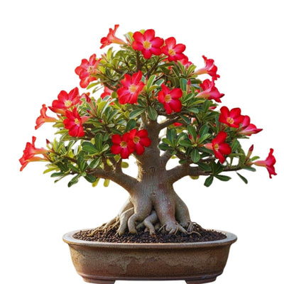 Red Desert Rose Live Plant, Succulent Cactus Plant, Adenium Desert Rose Plant Live, Colorful Bonsai Tree, 4 to 8 Inches Tall