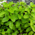 Set 4 Mojito Mint Plants, 4 to 7 Inch Tall Fresh Herb Starter Plant, Without Pot, Mint Live Plant for Patio and Garden, Culinary Herbs Fragrant Leaves
