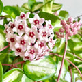 Hoya Plant Live Houseplants, Hoya Live Plant, in 4" Pot, Queen, Low-Maintenance Indoor Hanging Plant