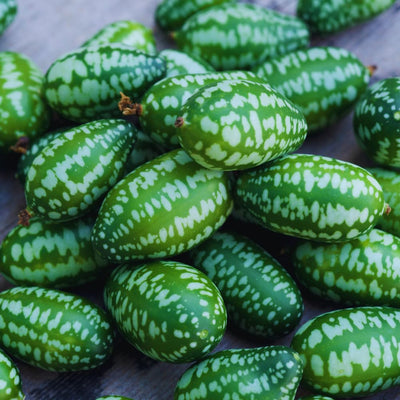 Set 4 Cucamelon Plants Seedlings, Cucamelon Mini Cucumber Live Plant Gardening 3 to 6 Inc Tall Vegetable Plant, Easy to Plant