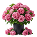 Blue Hydrangea Bush Live Plant, Hardy Flower Shrub, 1-1.5 Ft Tall