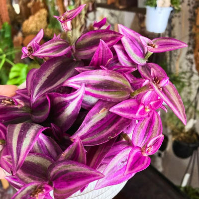 2 Pink Wandering Jew Tradescantia Plants Live in 3.5" Pot, Cold Hardy, Indoor Outdoor Spring Planting