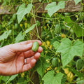 Set 4 Cucamelon Plants Seedlings, Cucamelon Mini Cucumber Live Plant Gardening 3 to 6 Inc Tall Vegetable Plant, Easy to Plant