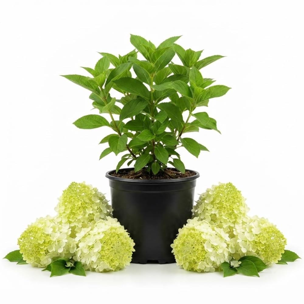 Lime Hydrangea Plant Live, Garden Shrub, 7-12" Tall, in Pot