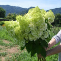 Hydrangea Bush Plant, Lime Hydrangea Tree Live Plant, Hydrangea Live Plant, 6 to 9 Inches Long, Live Hydrangea Plant