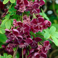 Akebia Quinata Chocolate Vine Perennial Live Plant in 2.5 Inch Pot, Akebia Quinata Plant Live Home Garden