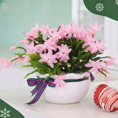 1 Thanksgiving Christmas Cactus Plants Live in 4" Pot, Houseplant Holiday Cactus, Vibrant Single Color Blooms Indoor Outdoor, Zygocactus Like, Winter Hardy (Light Pink)