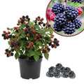 Chester Thornless BlackBerry Live Plant, 5-8" Tall, Hardy BlackBerry Bush, Sweet BlackBerry Fruit Plants Live for Planting in Garden, No Pot