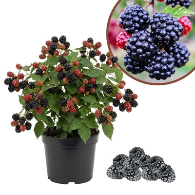Chester Thornless BlackBerry Live Plant, 5-8" Tall, Hardy BlackBerry Bush, Sweet BlackBerry Fruit Plants Live for Planting in Garden, No Pot