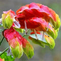 Set 2 Red Shrimp Live Plants, Justica Brandegeana Plant, 4-7 Inches Tall, Ready for Garden Planting