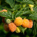 Pack 2 Raspberry Plants Live for Planting, Cold Hardy Raspberry Trees Live Plants, 4 to 9 Inches Tall, Sweet Berry Fruits Seedlings (Fall Gold Raspberry)